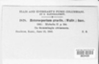 Cladosporium iridis image